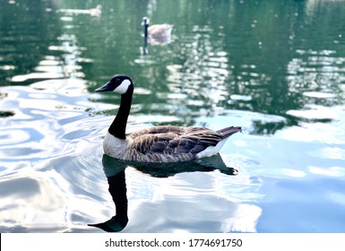 Goose in the pond. Reflection in the water is as lively as Goose on the water.