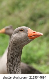 Goose profile, orange beack, gray feathers and green background