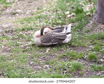 A goose resting on grass while preening itself near a tree