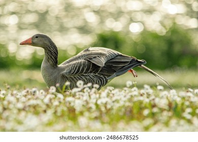 Goose rests on the meadow in Westpark in Munich. Focus on the goose - Powered by Shutterstock