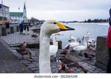 Goose In Reykjavik, Travel Icelandic Icon, Bird Portrait, Bird Photogrphy 