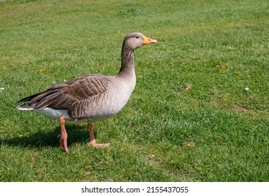 Goose running across field. Country greylag goose wandering over grass. Animal on the run.  