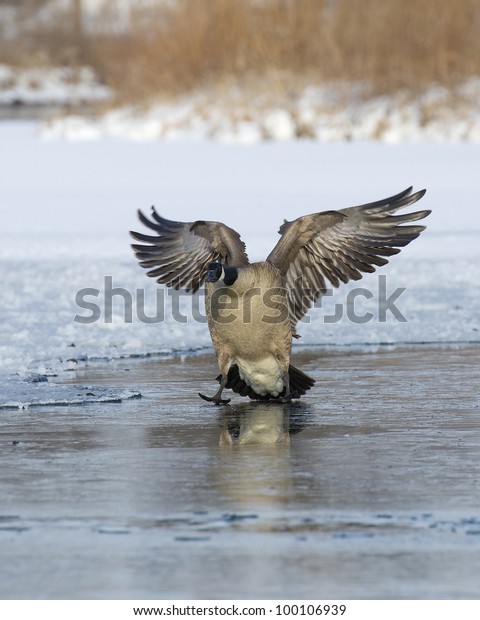 canada goose for skiing