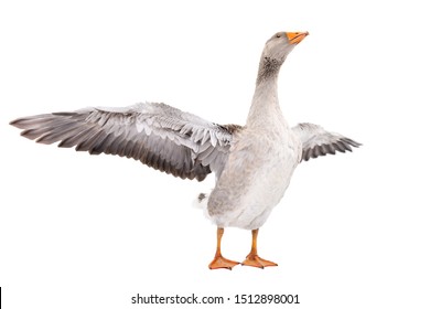 Goose stands with wings spread isolated on a white background