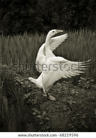 Similar – Schwanentanz Natur Wasser