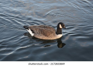 A Goose Swimming In The Dark Lake Of Windermere, Cumbria, In Autumn. 