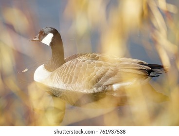 goose swimming in a pond