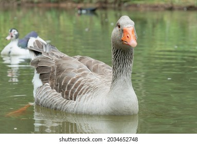 goose swimming in a pond in the Amazon of Ecuador