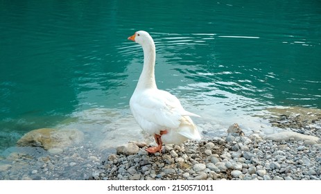 goose swims in mountain park
				white goose isolated on turquoise background