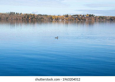 Goose In Water At Falcon Lake