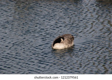 Goose and Waveletts in the Water