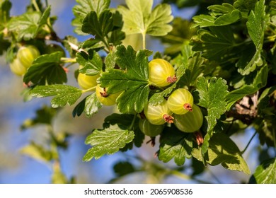 Gooseberry - a close-up view of the green gooseberries and leaves growing on the bush in the garden