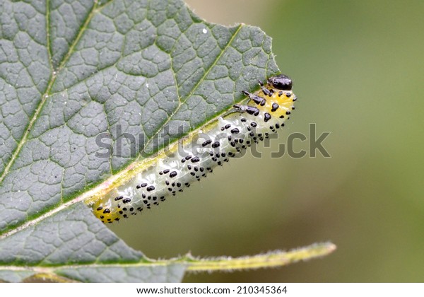 Gooseberry Sawfly Nematus Ribesii Caterpillar Feeding の写真素材 今すぐ編集