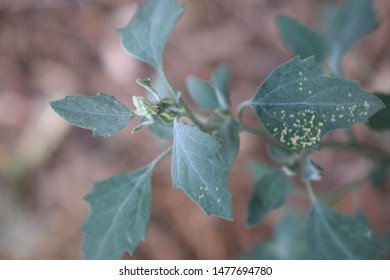 Goosefoot (Chenopodium Album) Green Plant