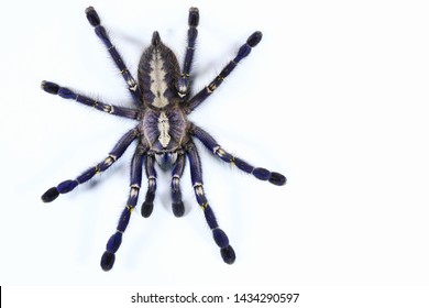 Gooty Ornamental Tarantula Poecilotheria Metallica 