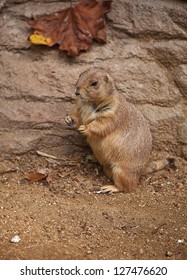 Gopher