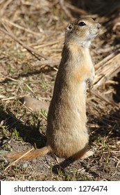 Gopher