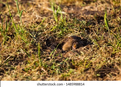 Gopher Wood Images Stock Photos Vectors Shutterstock