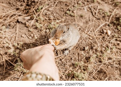 Gopher eats bread from his hand. Close-up of a small gopher cub. Photo of a wild animal in its natural environment. Ground squirrel