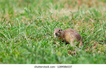 Gopher in the grass