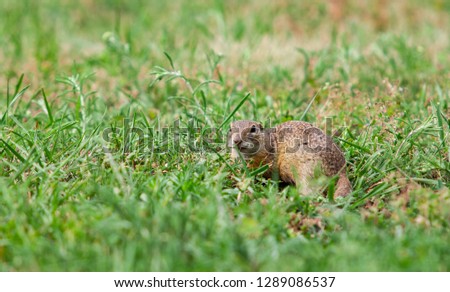 Gopher in the grass