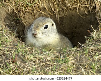 Gopher Hole Grass Stock Photo Edit Now 625824479