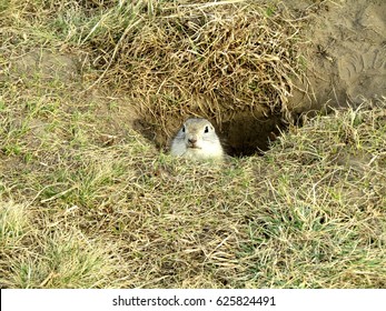 Gopher Hole In The Grass