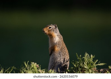 A Gopher, also known as a ground squirrel appears from his burrow in springtime to enjoy the sunshine