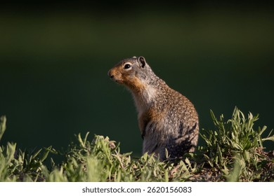 A Gopher, also known as a ground squirrel appears from his burrow in springtime to enjoy the sunshine