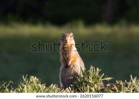 A Gopher, also known as a ground squirrel appears from his burrow in springtime to enjoy the sunshine