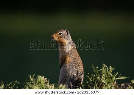 A Gopher, also known as a ground squirrel appears from his burrow in springtime to enjoy the sunshine