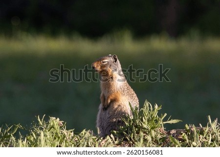 A Gopher, also known as a ground squirrel appears from his burrow in springtime to enjoy the sunshine