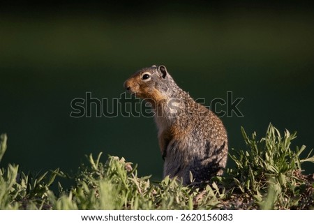 A Gopher, also known as a ground squirrel appears from his burrow in springtime to enjoy the sunshine