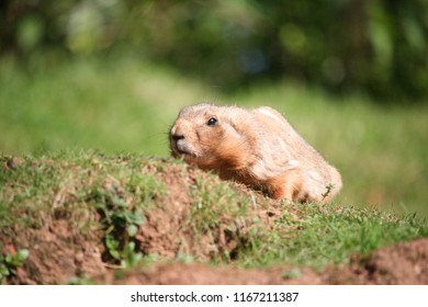 Gopher Lying On A Grass Mound