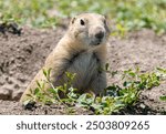 Gopher marmot ground squirrel near its hole