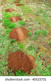 Gopher Mole Mounds  Hills On Green Grass