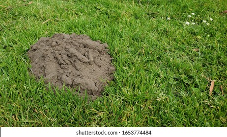 Gopher Mound In The Grass At Goldin Gate Park In San Francisco.