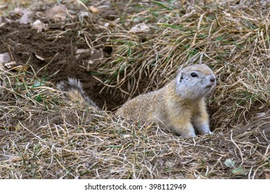 Gopher Hole Images Stock Photos Vectors Shutterstock