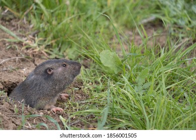 Gopher Poking Out Side View Stock Photo 1856001505 | Shutterstock