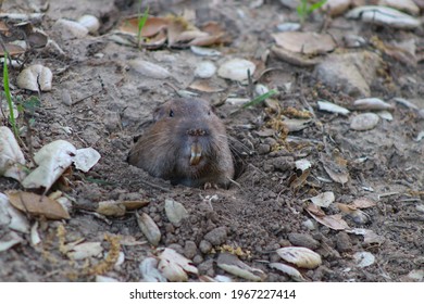 Gopher Popping Head Out Hole Stock Photo 1967227414 