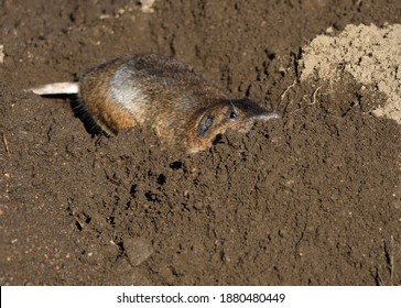 A Gopher Pushes Dirt From It's Hole To The Mound Outside Of It's Den