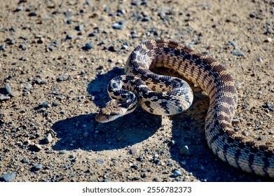 gopher snake with big shadow