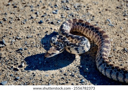 gopher snake with big shadow