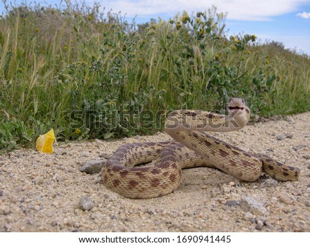 A gopher snake is coiled up and ready to strike.