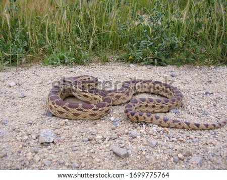 A gopher snake is coiled up and ready to strike.