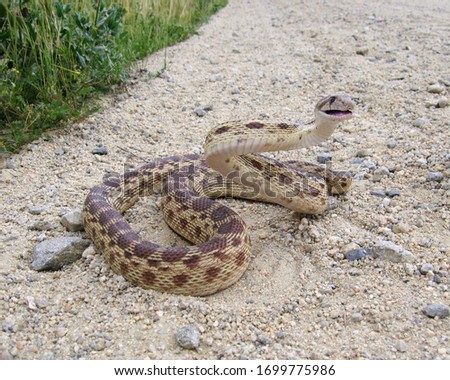 A gopher snake is coiled up and ready to strike.