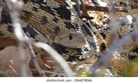 Gopher Snake In The Grass