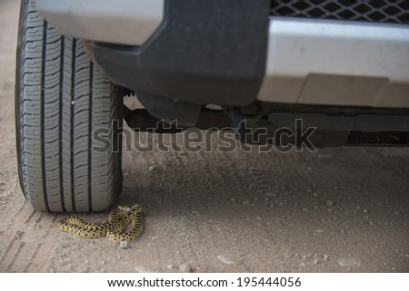 Gopher snake hidden under car tire
