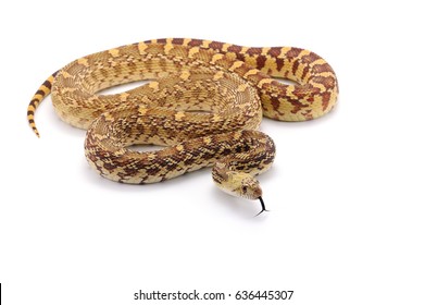 3,563 Bull Snake Images, Stock Photos & Vectors | Shutterstock