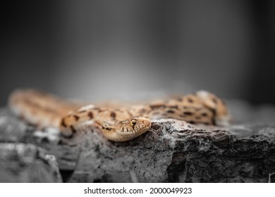 Gopher Snake Or Gopher Snake Pituophis Catenifer